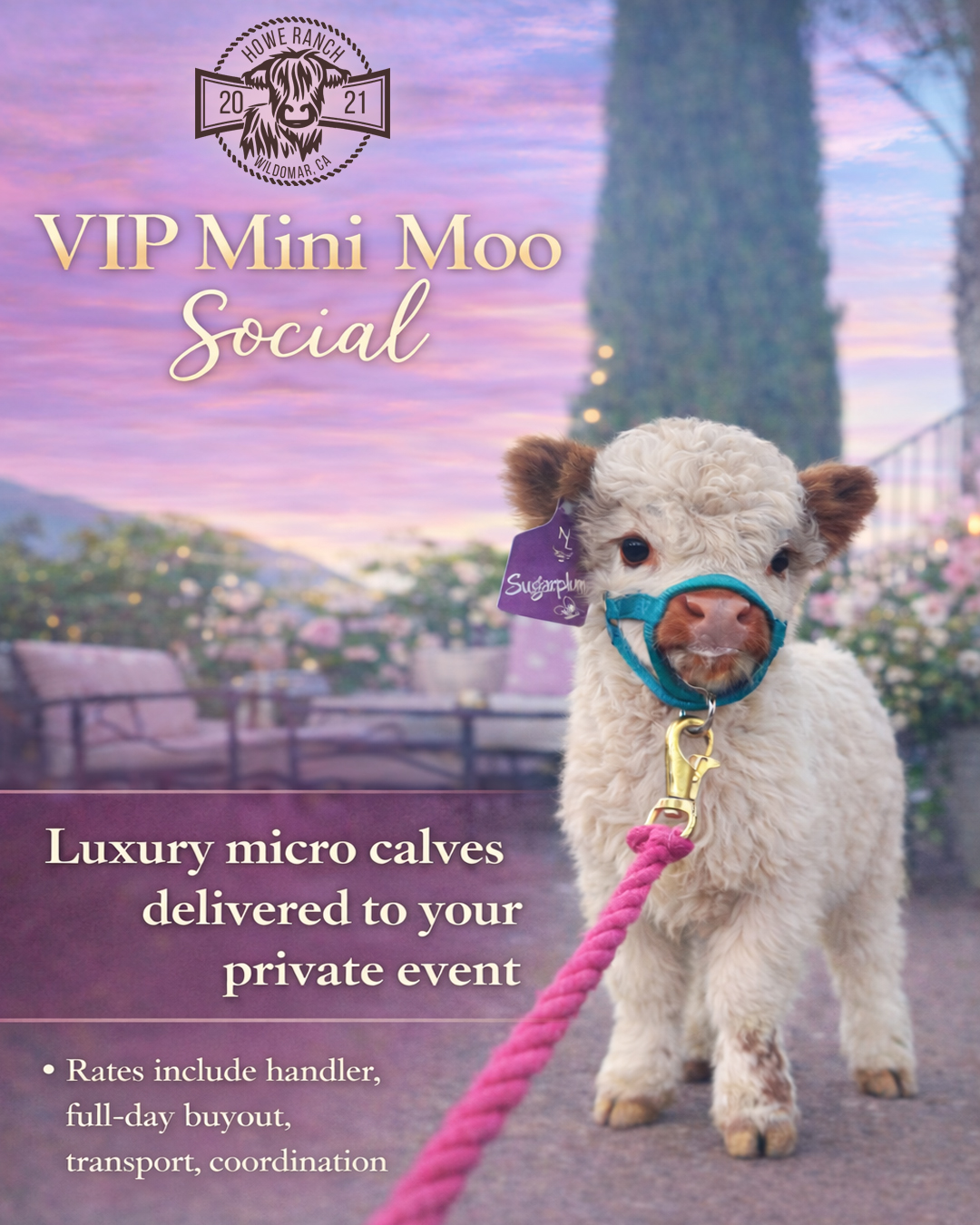 VIP Mini Moo Social