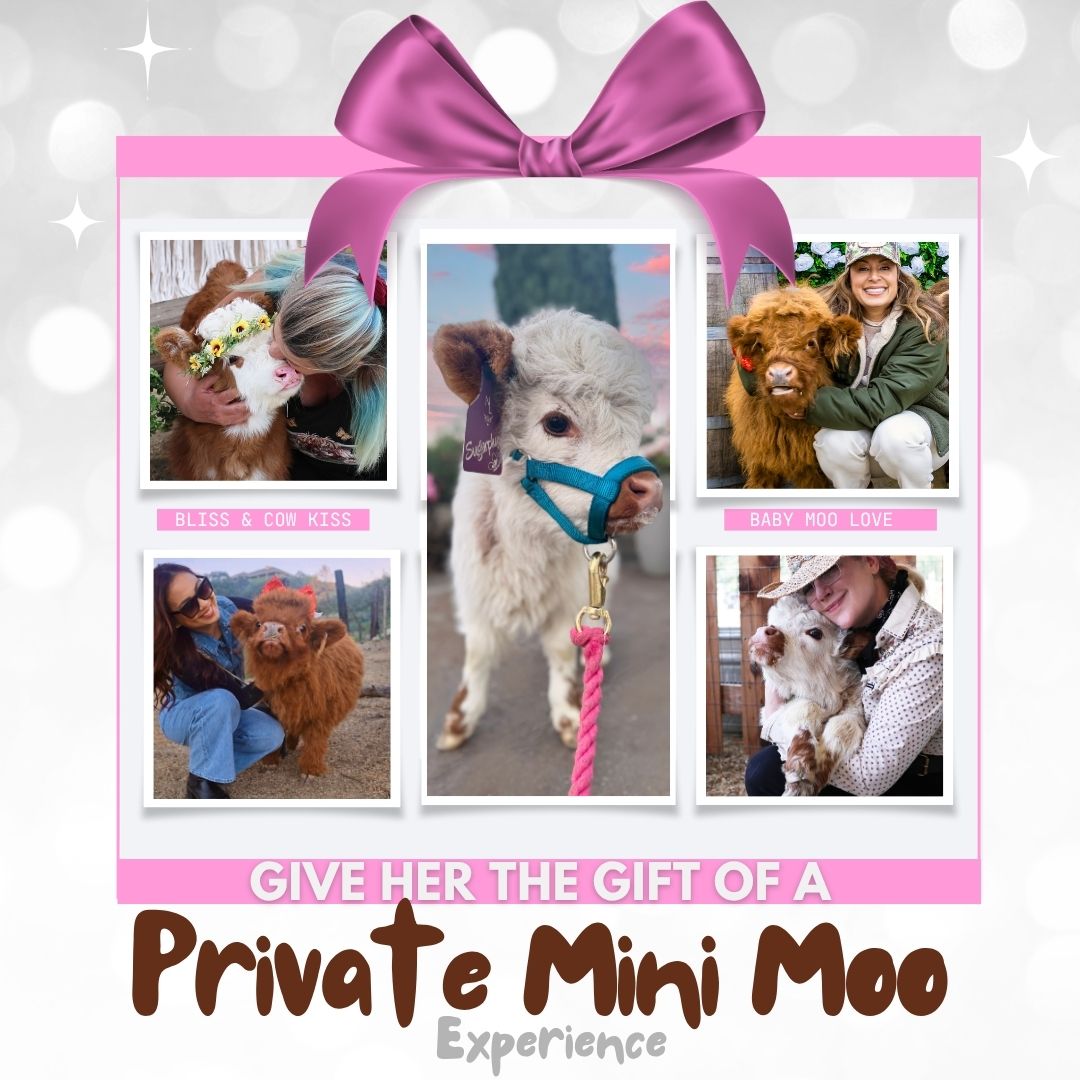 Private Mini Moo Experience