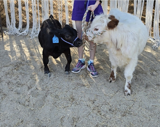 Guest photo