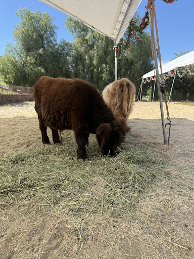 Guest photo