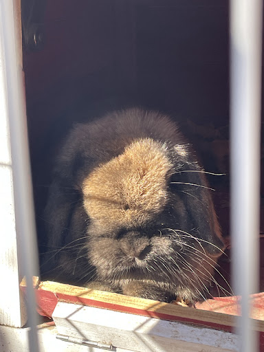 Guest photo