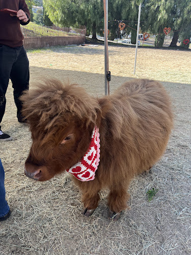 Guest photo