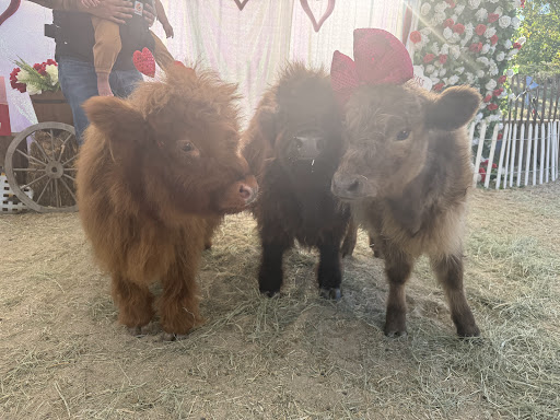 Guest photo