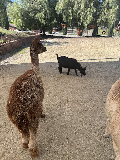 Guest photo