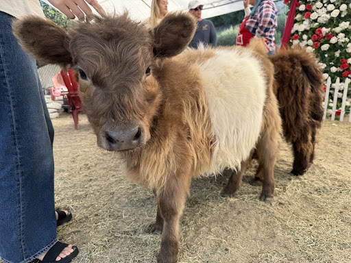 Guest photo