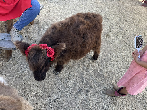 Guest photo