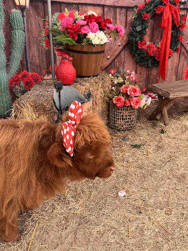 Guest photo