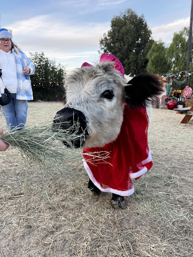 Guest photo