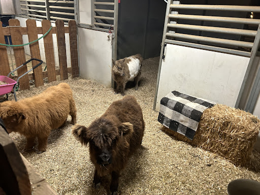 Guest photo