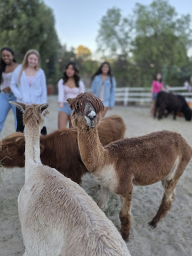 Guest photo