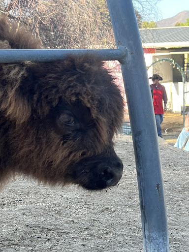 Guest photo