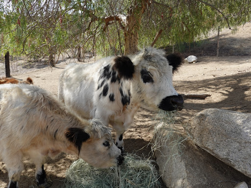 Guest photo