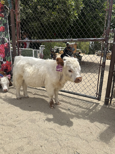 Guest photo
