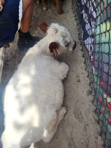 Guest photo