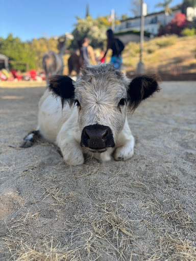 Guest photo