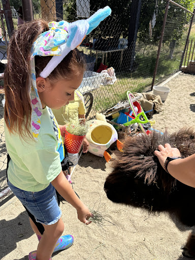 Guest photo