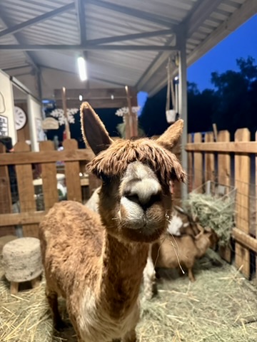 Guest photo