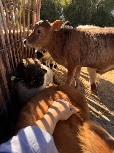 Guest photo