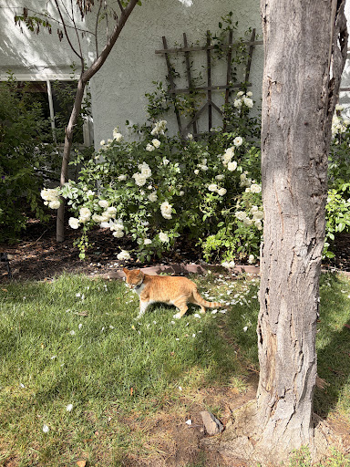 Guest photo