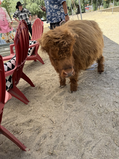 Guest photo