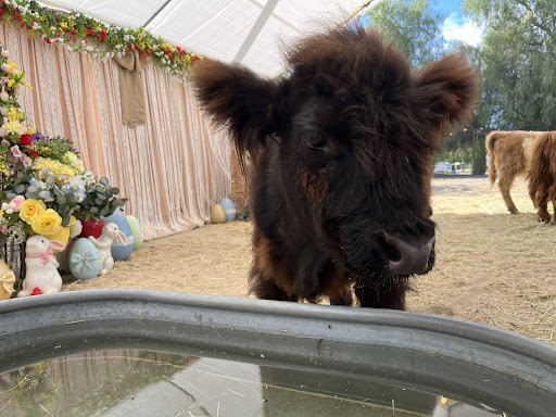Guest photo