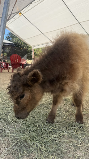Guest photo