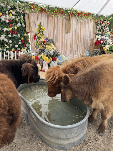 Guest photo